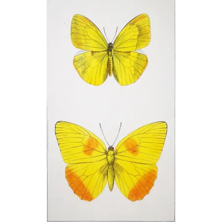 Yellow & Orange Butterflies – Antique Engraving by Pauquet (1835)