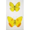 Yellow & Orange Sulphur Exotic Butterflies (Callidryas eubule, Callidryas philea) – Hand-Colored Engraving Pauquet (1835)