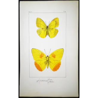 Yellow & Orange Butterflies – Antique Engraving by Pauquet (1835)