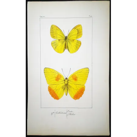 Yellow & Orange Butterflies – Antique Engraving by Pauquet (1835)