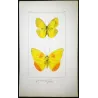 Yellow & Orange Sulphur Exotic Butterflies (Callidryas eubule, Callidryas philea) – Hand-Colored Engraving Pauquet (1835)