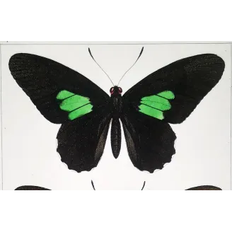 Black & Multicolor Butterflies – Pauquet Antique Engraving (1835)