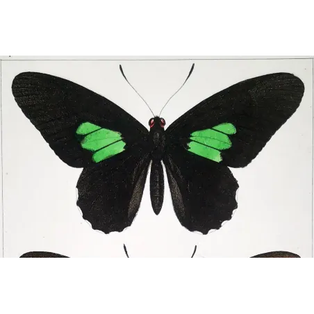 Black & Multicolor Butterflies – Pauquet Antique Engraving (1835)
