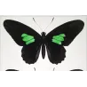 Exotic Butterflies (Papilio sesostris, dimas, nephalion) – Antique Engraving (1835) - Pauquet
