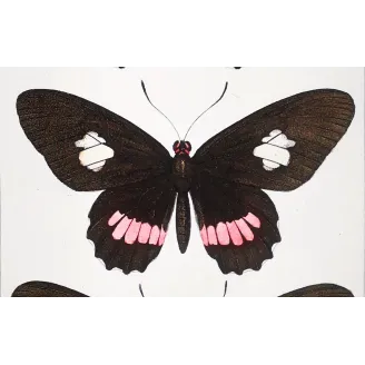Black & Multicolor Butterflies – Pauquet Antique Engraving (1835)