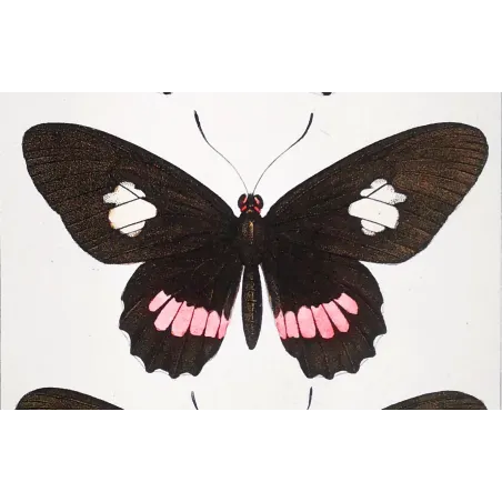 Black & Multicolor Butterflies – Pauquet Antique Engraving (1835)