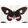 Exotic Butterflies (Papilio sesostris, dimas, nephalion) – Antique Engraving (1835) - Pauquet