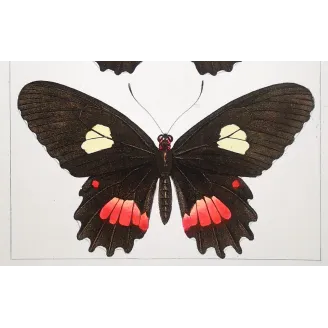 Black & Multicolor Butterflies – Pauquet Antique Engraving (1835)