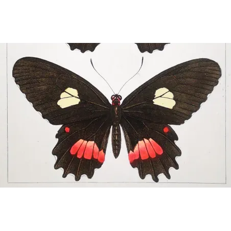 Black & Multicolor Butterflies – Pauquet Antique Engraving (1835)