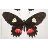 Exotic Butterflies (Papilio sesostris, dimas, nephalion) – Antique Engraving (1835) - Pauquet