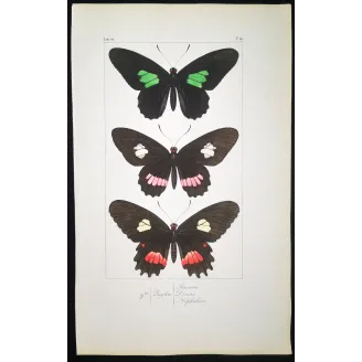Black & Multicolor Butterflies – Pauquet Antique Engraving (1835)