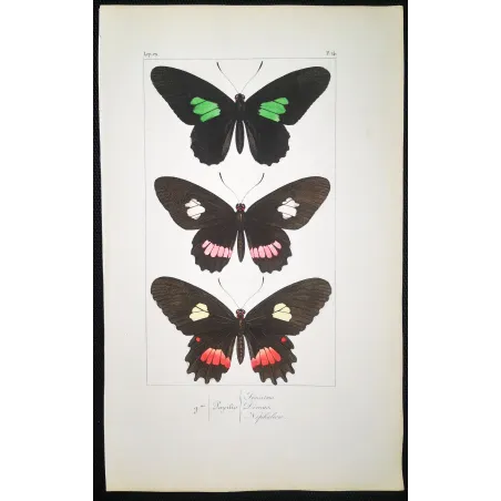 Black & Multicolor Butterflies – Pauquet Antique Engraving (1835)