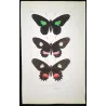 Exotic Butterflies (Papilio sesostris, dimas, nephalion) – Antique Engraving (1835) - Pauquet