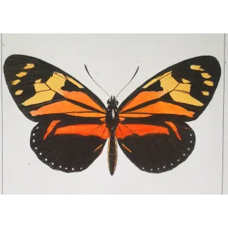 Red Postman & Postman Butterflies – Antique Hand-Colored Engraving (1835)