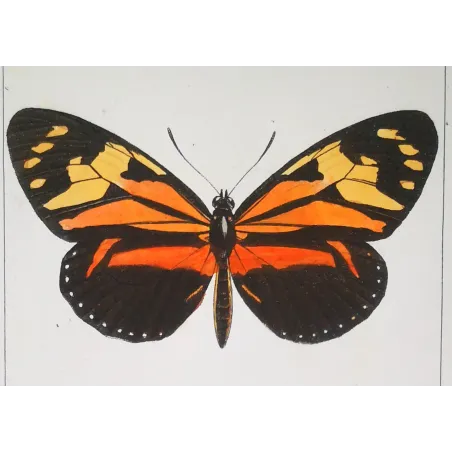 Red Postman & Postman Butterflies – Antique Hand-Colored Engraving (1835)