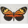 Red Postman & Postman Butterflies (Heliconius erato, Heliconius melpomene) – Antique Hand-Colored Engraving (1835)