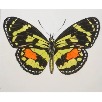 Red Postman & Postman Butterflies – Antique Hand-Colored Engraving (1835)