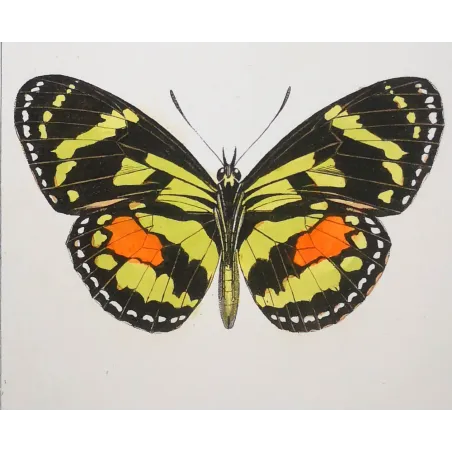 Red Postman & Postman Butterflies – Antique Hand-Colored Engraving (1835)