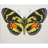 Red Postman & Postman Butterflies (Heliconius erato, Heliconius melpomene) – Antique Hand-Colored Engraving (1835)