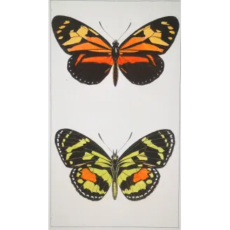 Red Postman & Postman Butterflies – Antique Hand-Colored Engraving (1835)