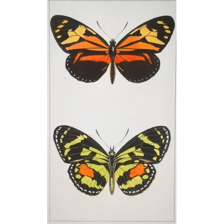 Red Postman & Postman Butterflies – Antique Hand-Colored Engraving (1835)