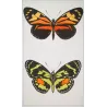Red Postman & Postman Butterflies (Heliconius erato, Heliconius melpomene) – Antique Hand-Colored Engraving (1835)