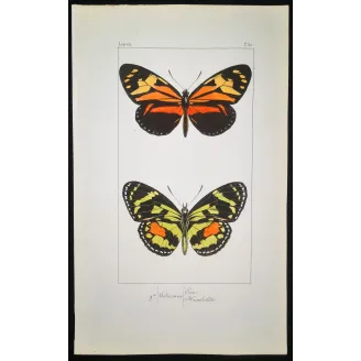 Red Postman & Postman Butterflies – Antique Hand-Colored Engraving (1835)