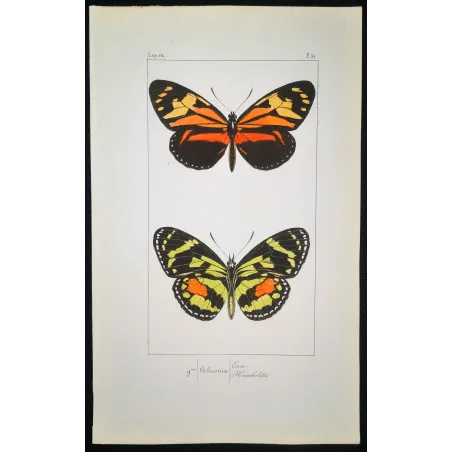 Red Postman & Postman Butterflies – Antique Hand-Colored Engraving (1835)