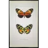 Red Postman & Postman Butterflies (Heliconius erato, Heliconius melpomene) – Antique Hand-Colored Engraving (1835)