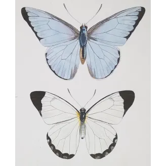 White, Blue & Red Butterflies – Antique Hand-Colored Engraving (1835)