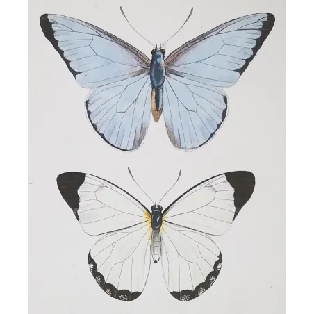 White, Blue & Red Butterflies – Antique Hand-Colored Engraving (1835)