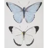 Exotic Butterflies (Pieris lycimnia, Celestina sp., Thyria sp.) – Antique Hand-Colored Engraving (1835)