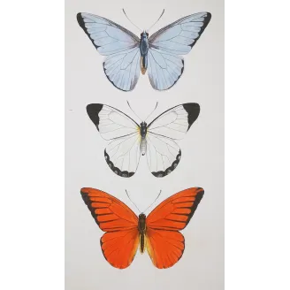 White, Blue & Red Butterflies – Antique Hand-Colored Engraving (1835)