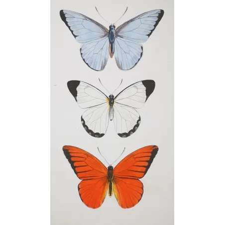 White, Blue & Red Butterflies – Antique Hand-Colored Engraving (1835)