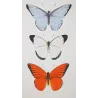 Exotic Butterflies (Pieris lycimnia, Celestina sp., Thyria sp.) – Antique Hand-Colored Engraving (1835)