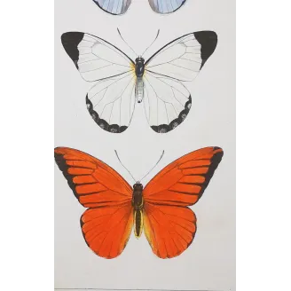 White, Blue & Red Butterflies – Antique Hand-Colored Engraving (1835)