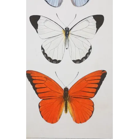 White, Blue & Red Butterflies – Antique Hand-Colored Engraving (1835)