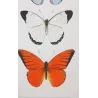 Exotic Butterflies (Pieris lycimnia, Celestina sp., Thyria sp.) – Antique Hand-Colored Engraving (1835)