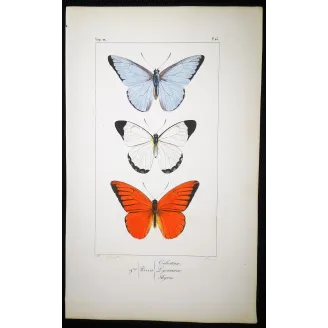 White, Blue & Red Butterflies – Antique Hand-Colored Engraving (1835)