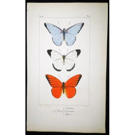 White, Blue & Red Butterflies – Antique Hand-Colored Engraving (1835)