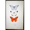 Exotic Butterflies (Pieris lycimnia, Celestina sp., Thyria sp.) – Antique Hand-Colored Engraving (1835)