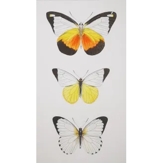 White Butterflies – Antique Hand-Colored Engraving (1835)