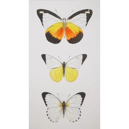 White Butterflies – Antique Hand-Colored Engraving (1835)