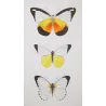 White Butterflies (Pieris ada, Pieris limnoria, Pieris tephra) – Antique Hand-Colored Engraving (1835)