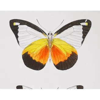 White Butterflies – Antique Hand-Colored Engraving (1835)