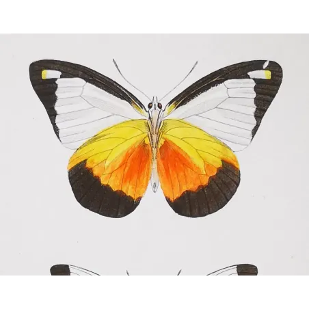 White Butterflies – Antique Hand-Colored Engraving (1835)