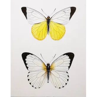White Butterflies – Antique Hand-Colored Engraving (1835)