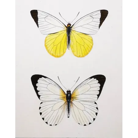 White Butterflies – Antique Hand-Colored Engraving (1835)