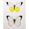 White Butterflies (Pieris ada, Pieris limnoria, Pieris tephra) – Antique Hand-Colored Engraving (1835)