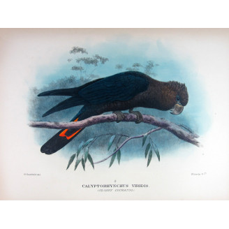 Glossy Cockatoo by H. Goodchild – Rare Australian bird print